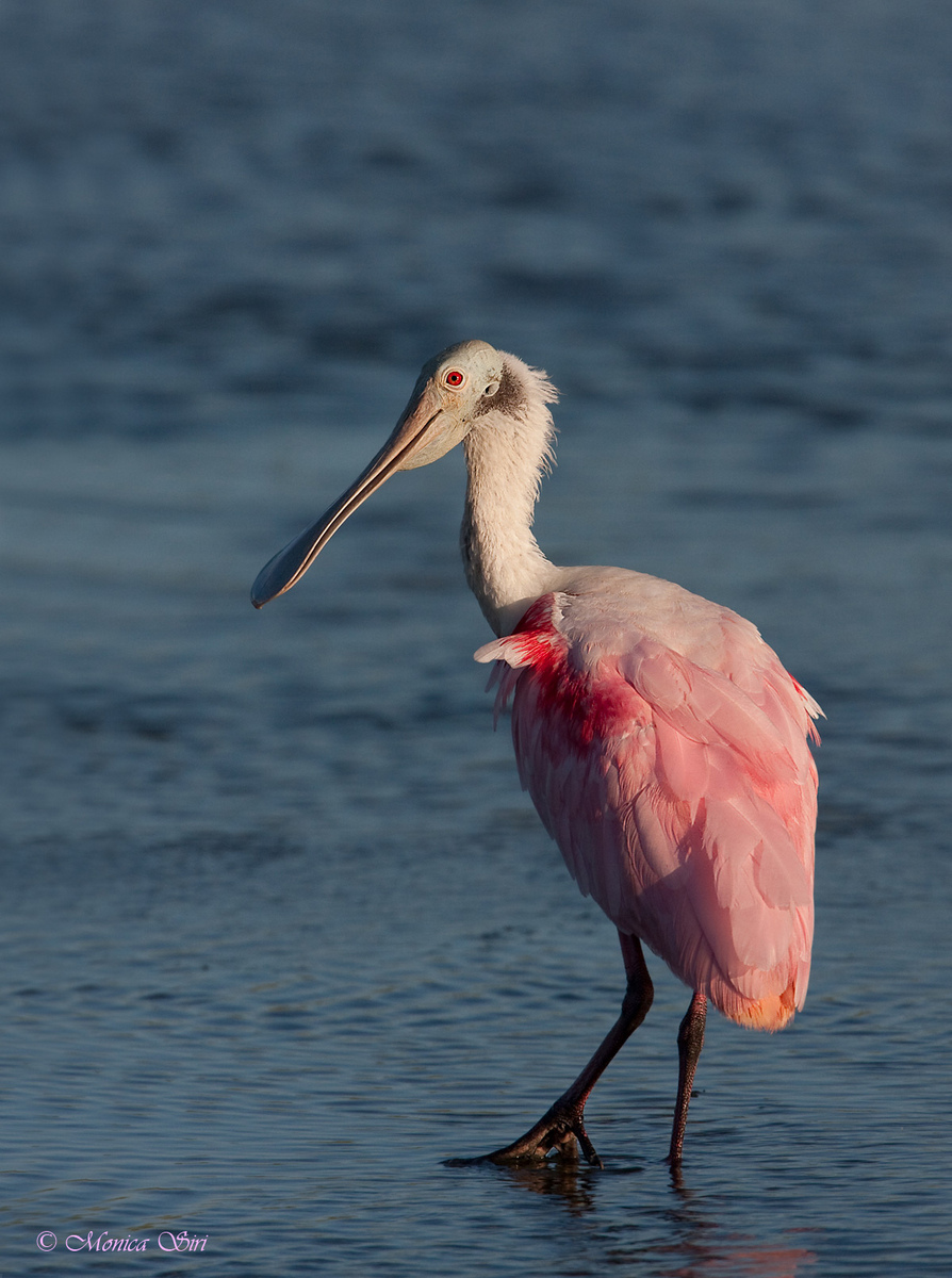 Roseate Spoonbill