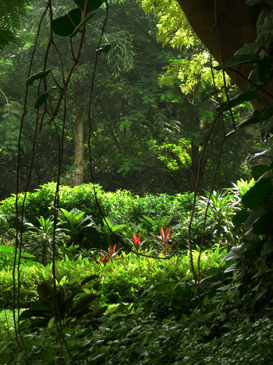 Jungle Garden (new version)