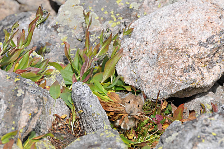 Harvest on Flattop