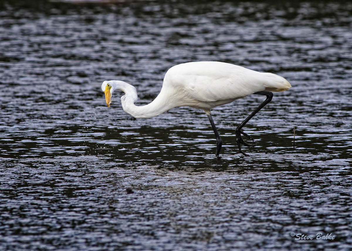 Great Egret #4