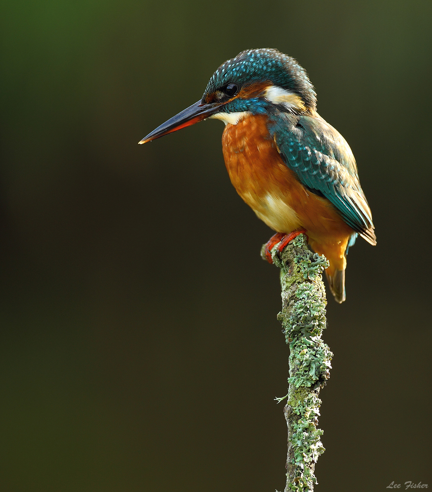KINGFISHER