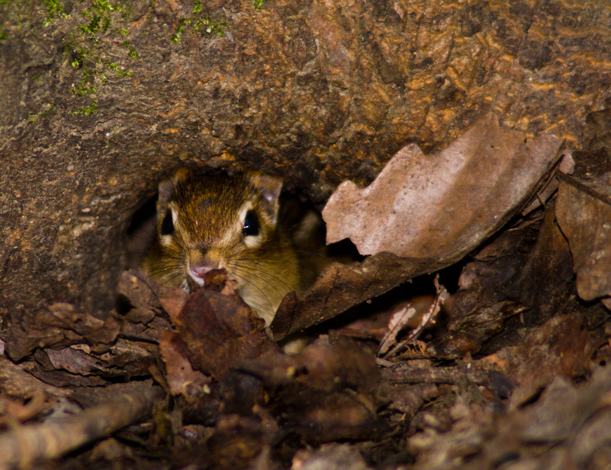 Peekaboo