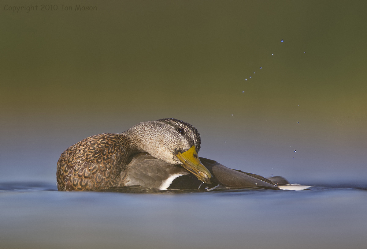 Juvenile Mallard