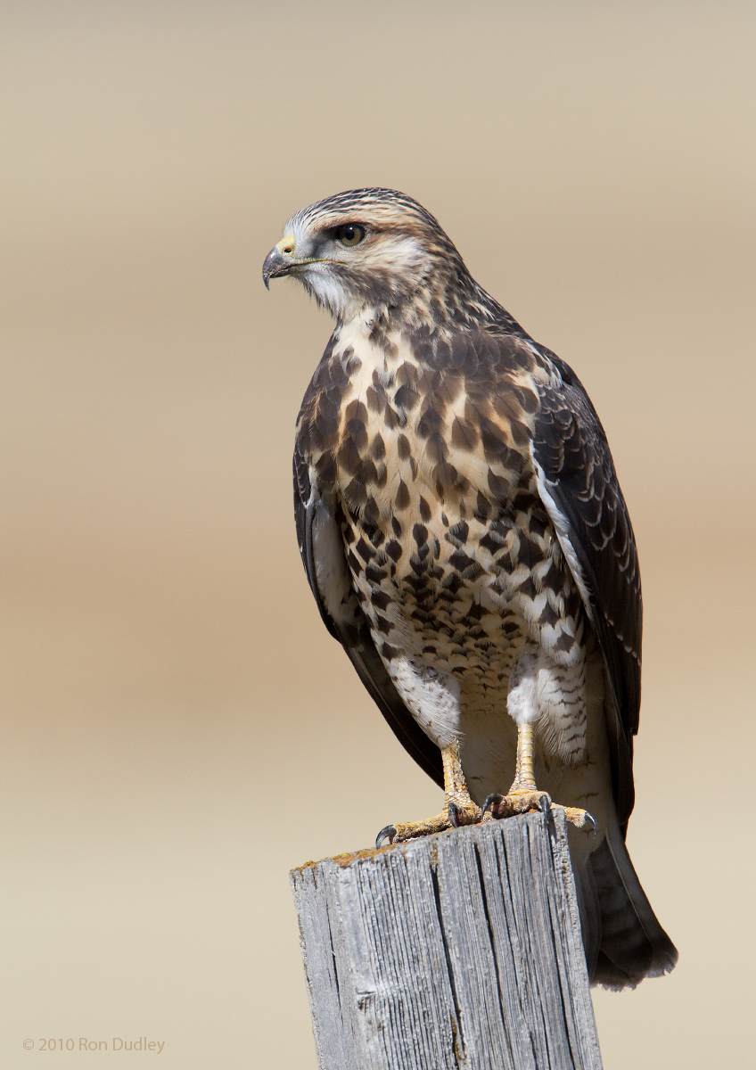 Swainson's Hawk