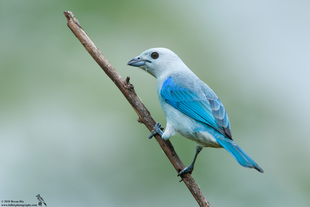 Blue-Gray Tanager