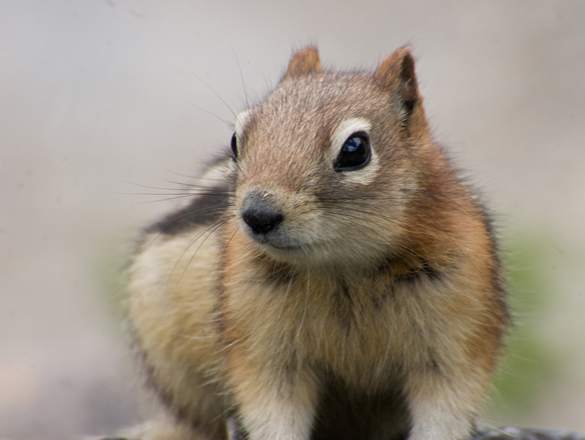 Chipmunk