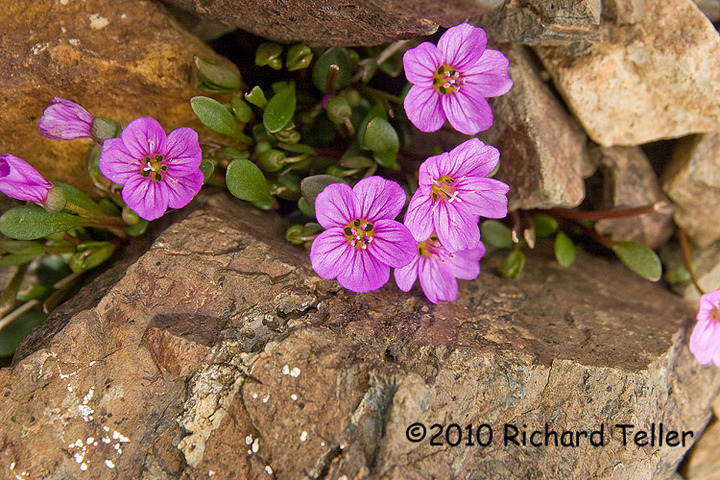Flowers and Rock