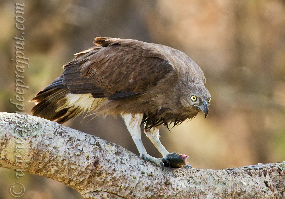 Lesser Fishing Sea Eagle