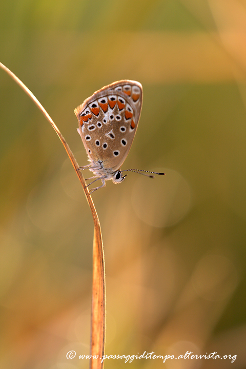 Lycaenidae