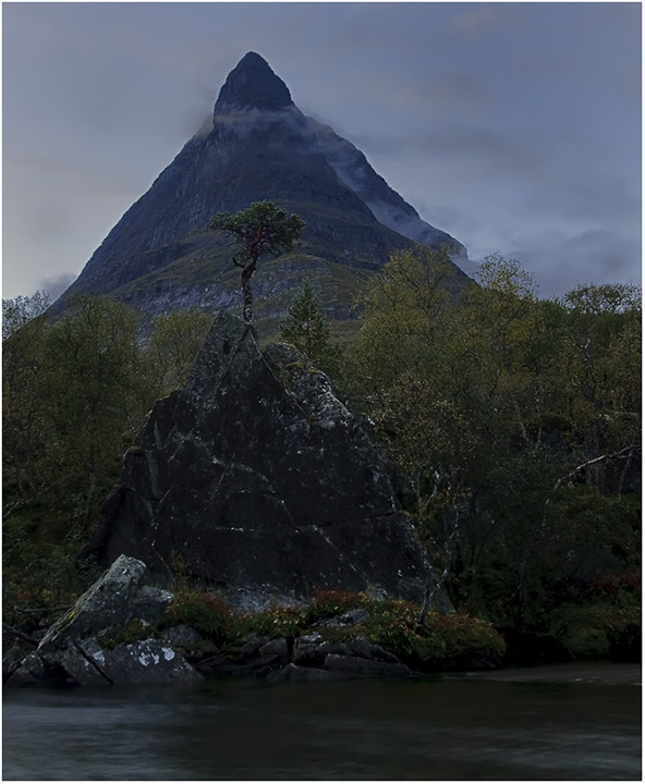 The old Pine Tree