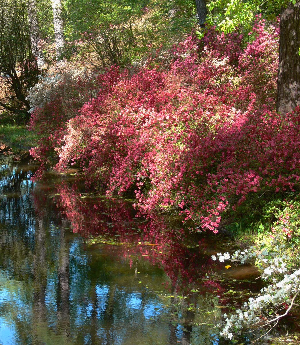 Azaleas