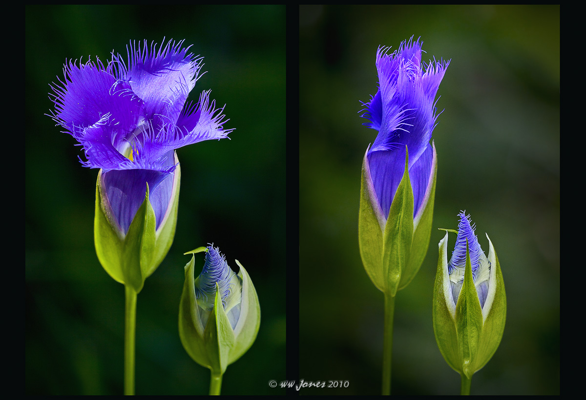 Sleep Tight -- Gentian