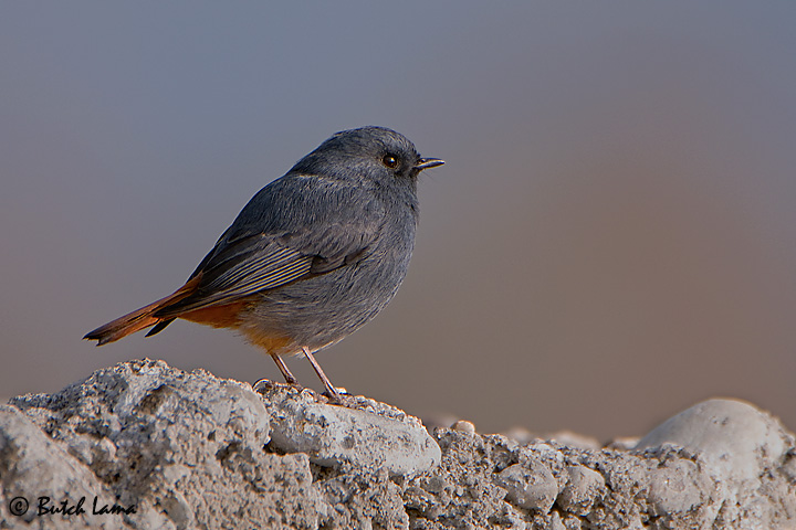 Plumbeous Water Redstart