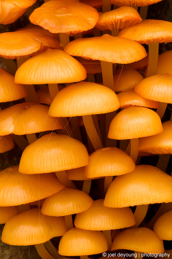 Tree Fungus