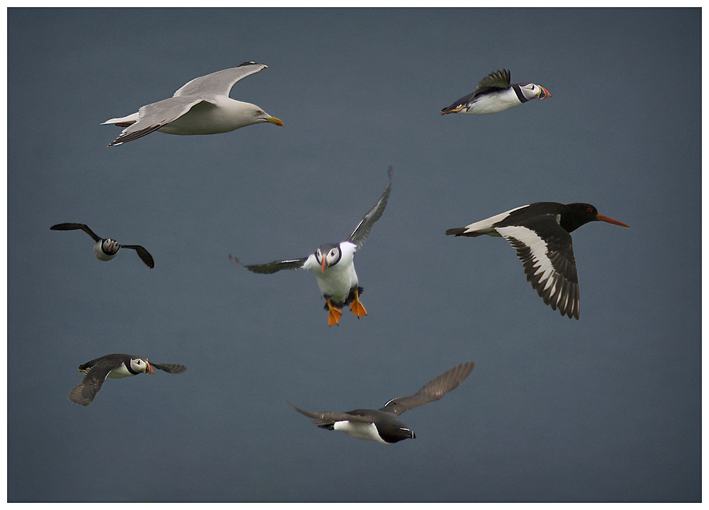 Birds in flight