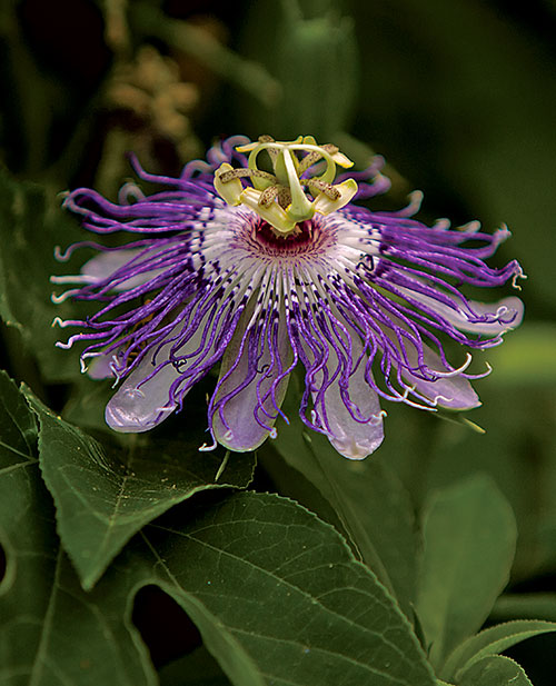 Maypop