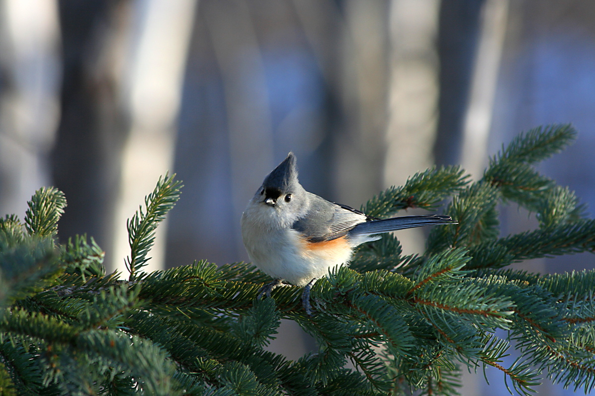 Tufted Titmouse