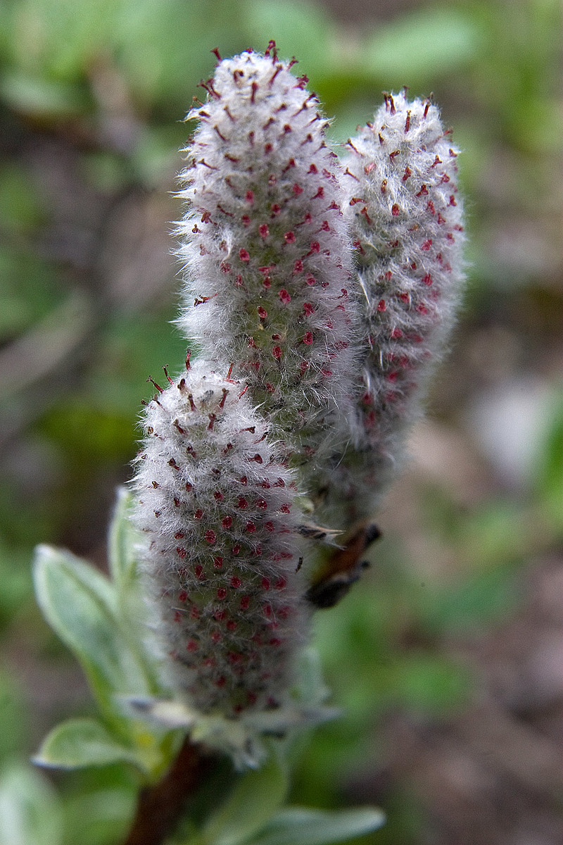 Interesting Flower