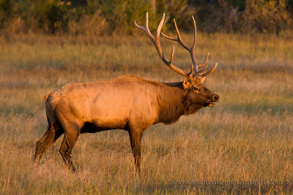 Bull Elk