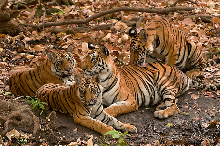 Tiger Family