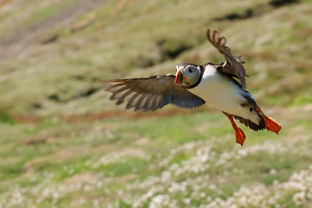 Another Puffin in flight
