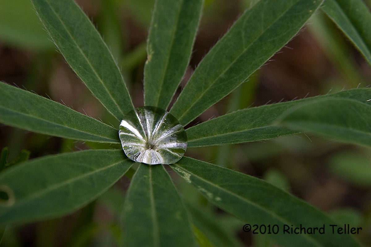 Water Drop