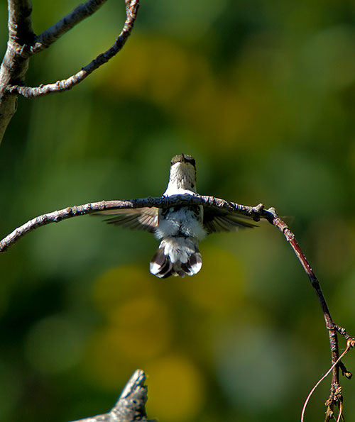 Juvenile-Ruby-Throated H