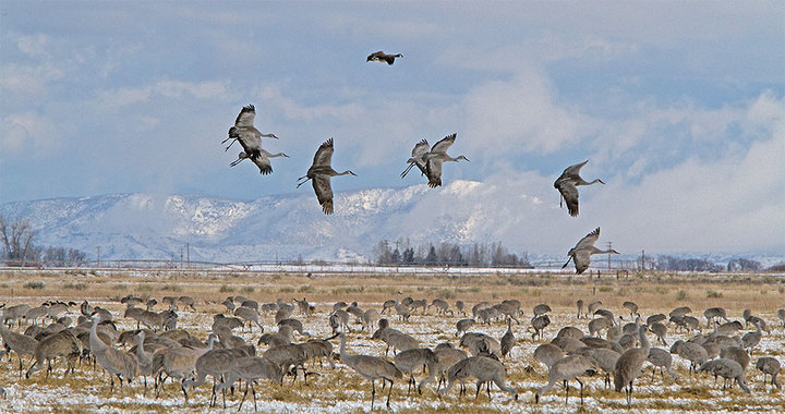 Sandhill Cranes