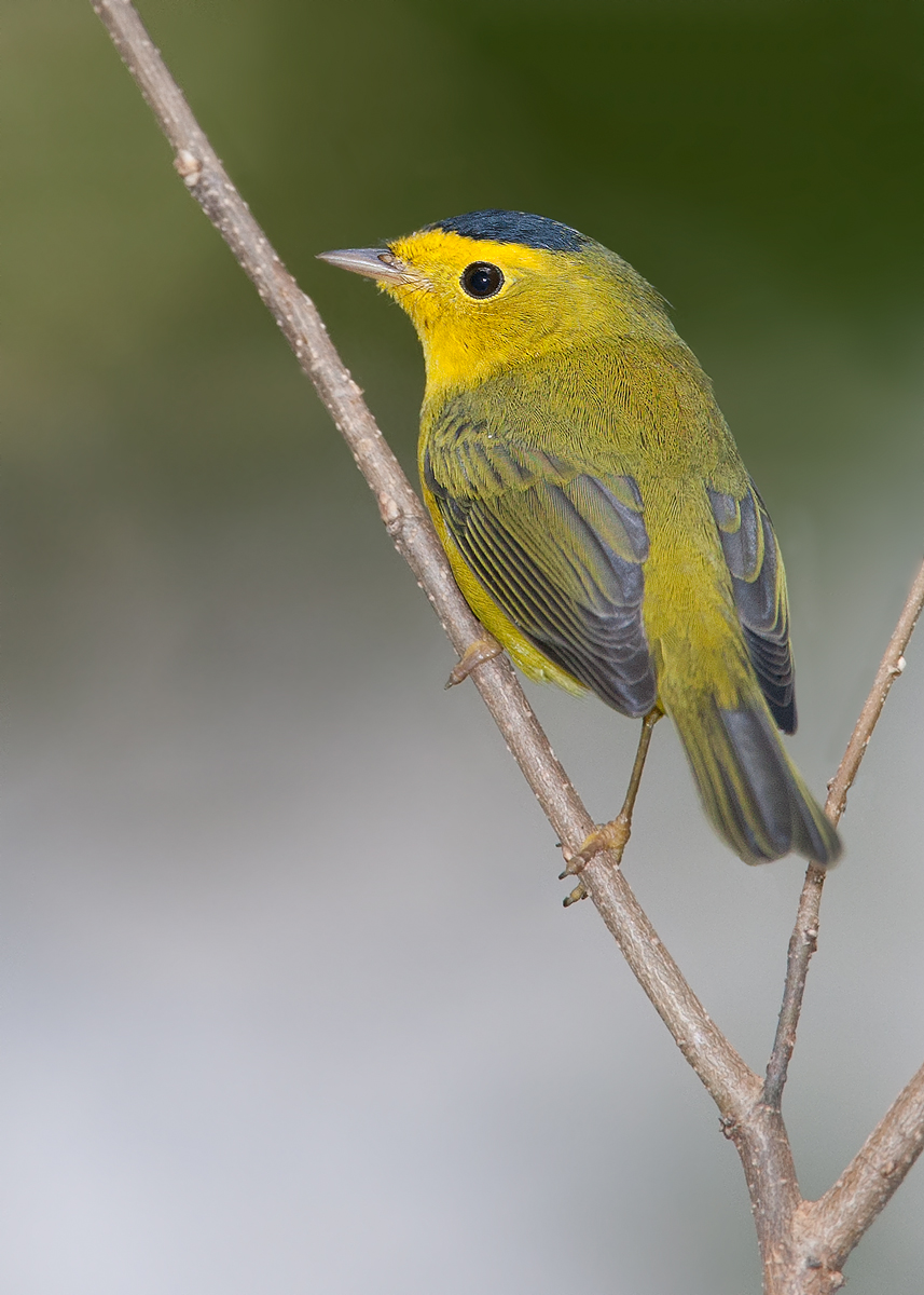 Wilson's Warbler