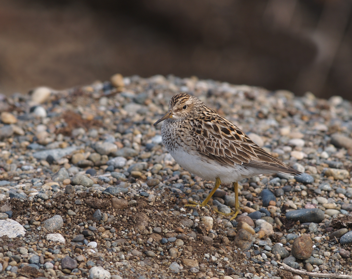 Least Sandpiper