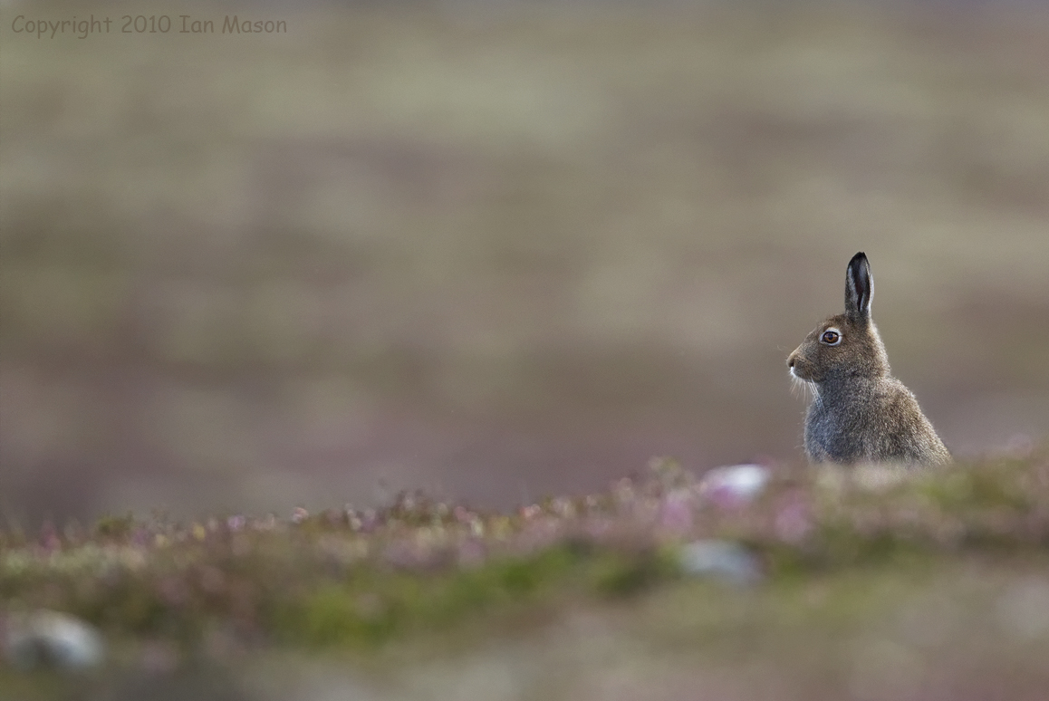 Mountain Hare
