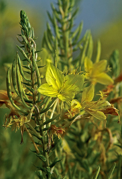 Prairie Primrose