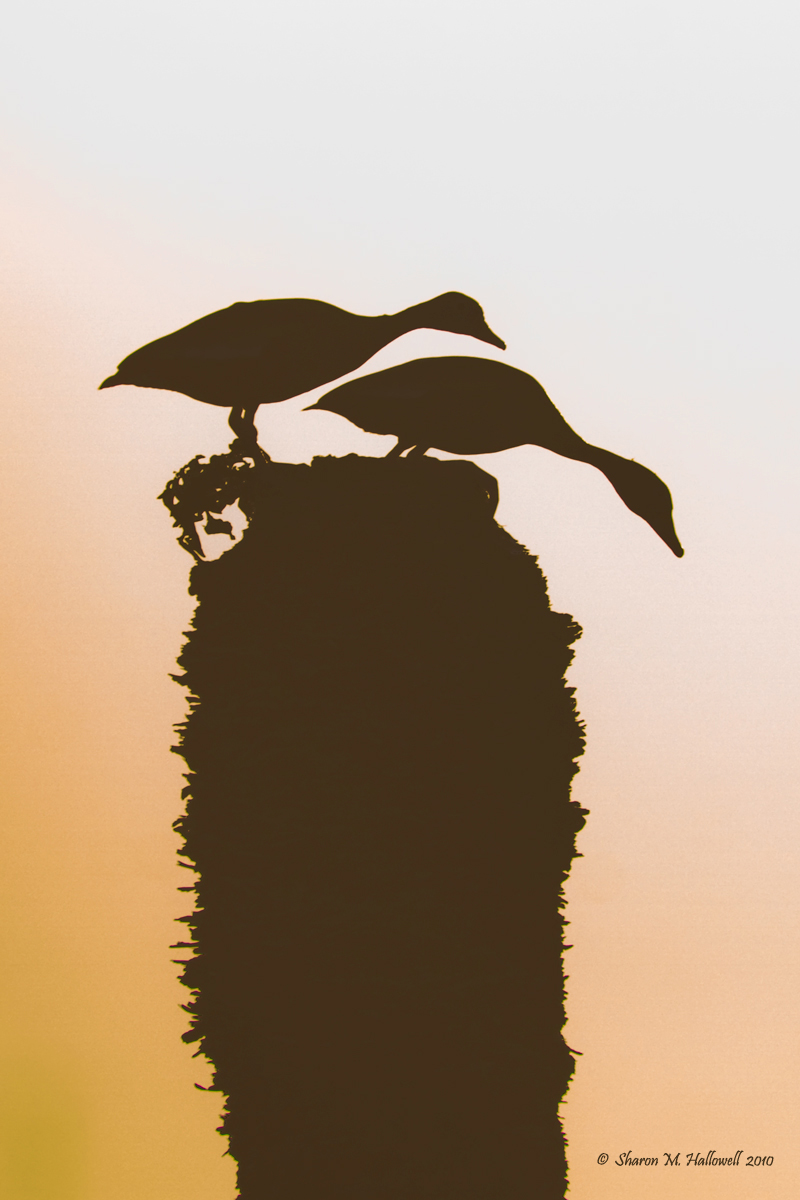 BBWD Silhouette