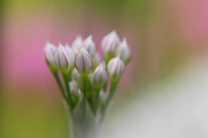 Soft Colors