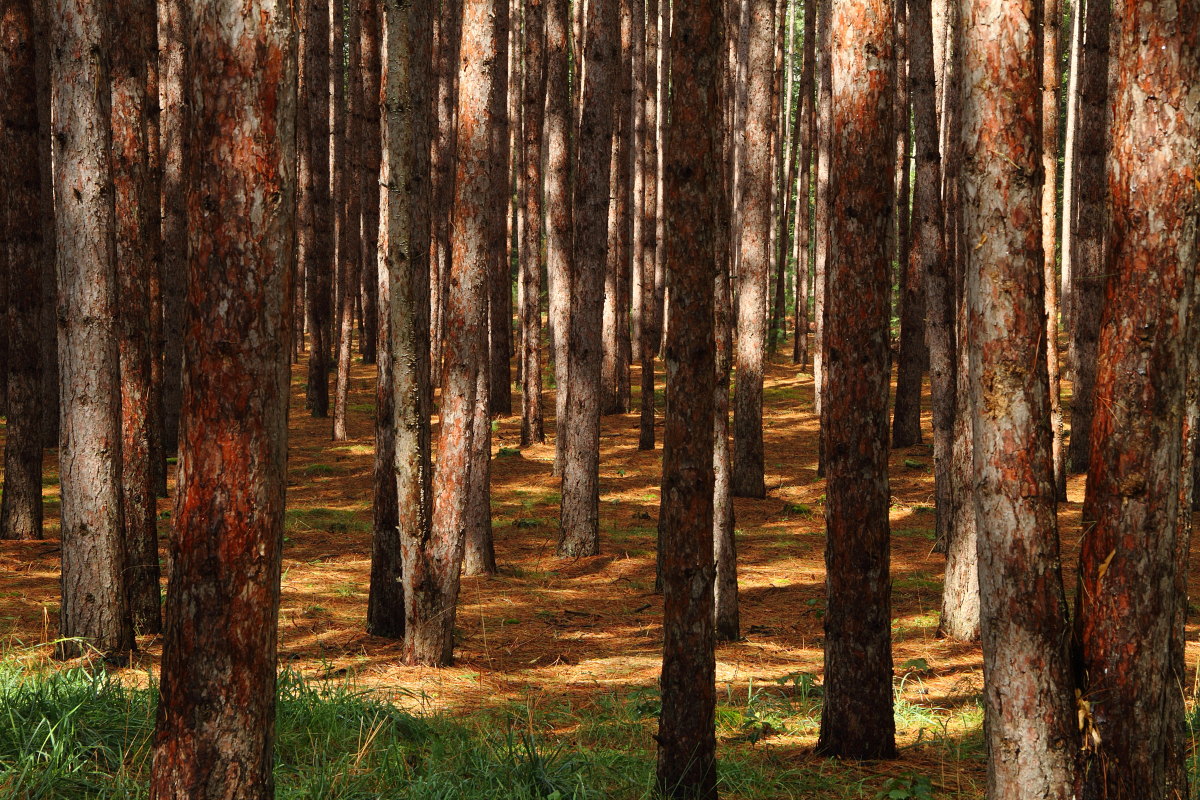 Pine Forest