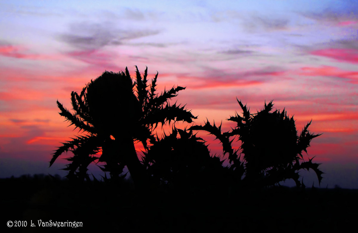 Tropical Sunset