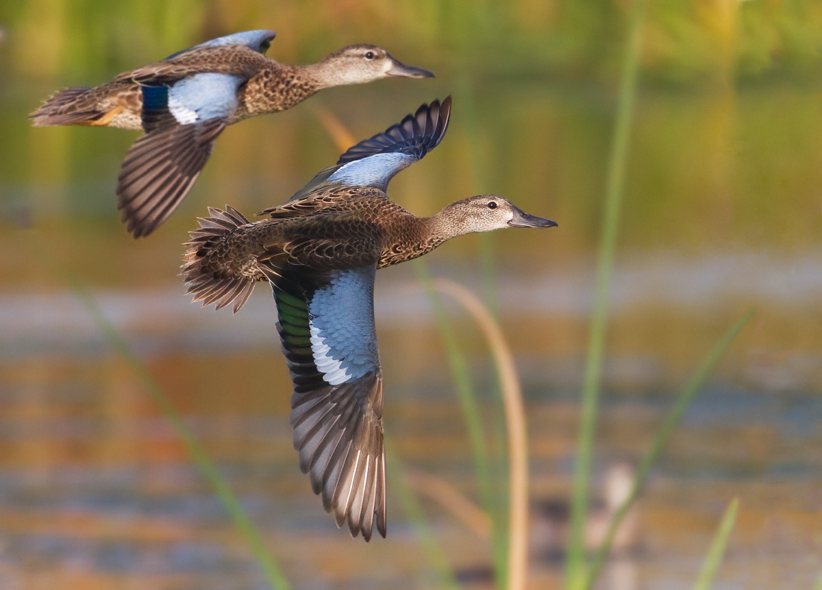 Blue-winged teal