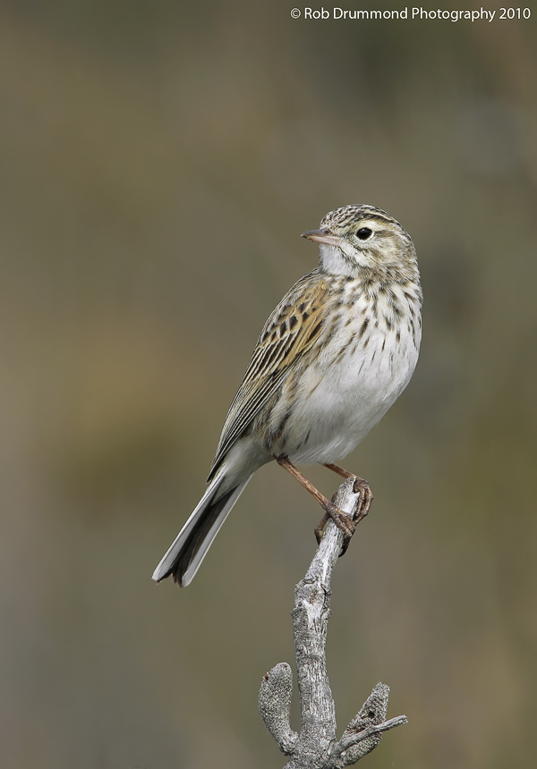 Australian Pipit