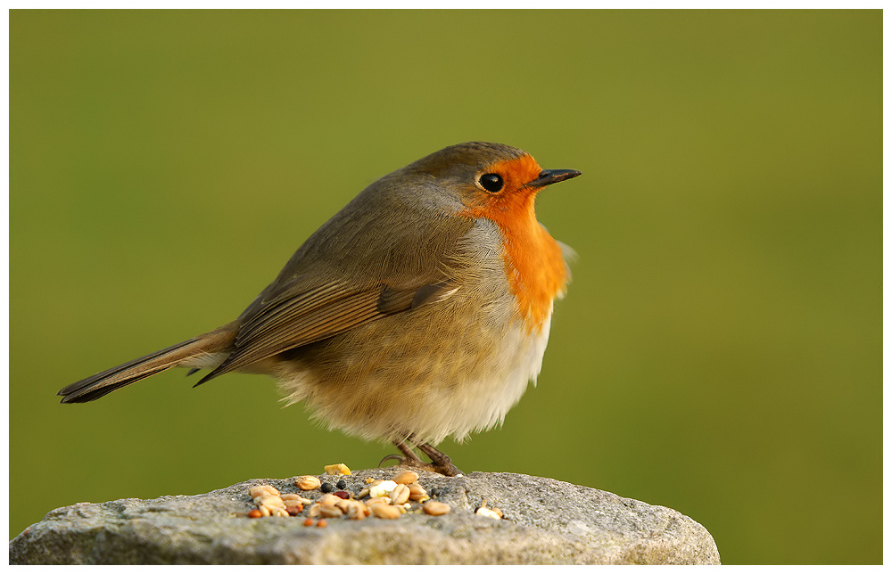 Robin