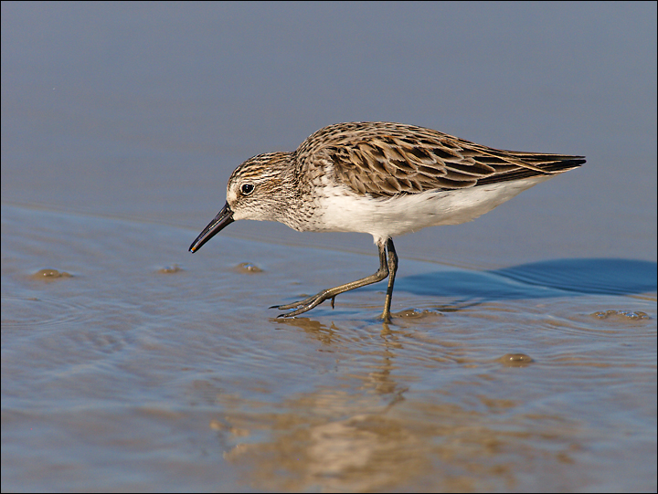 Semipalmated Sandpiper