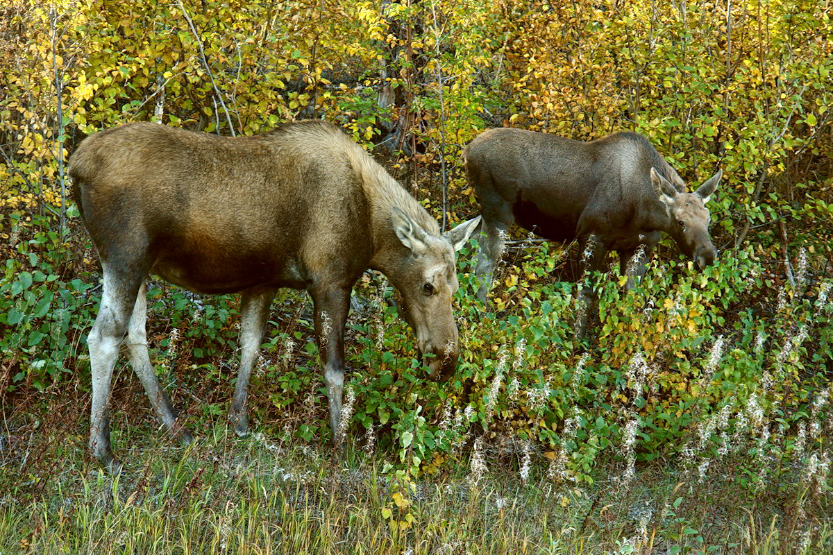 Autumn Appetites