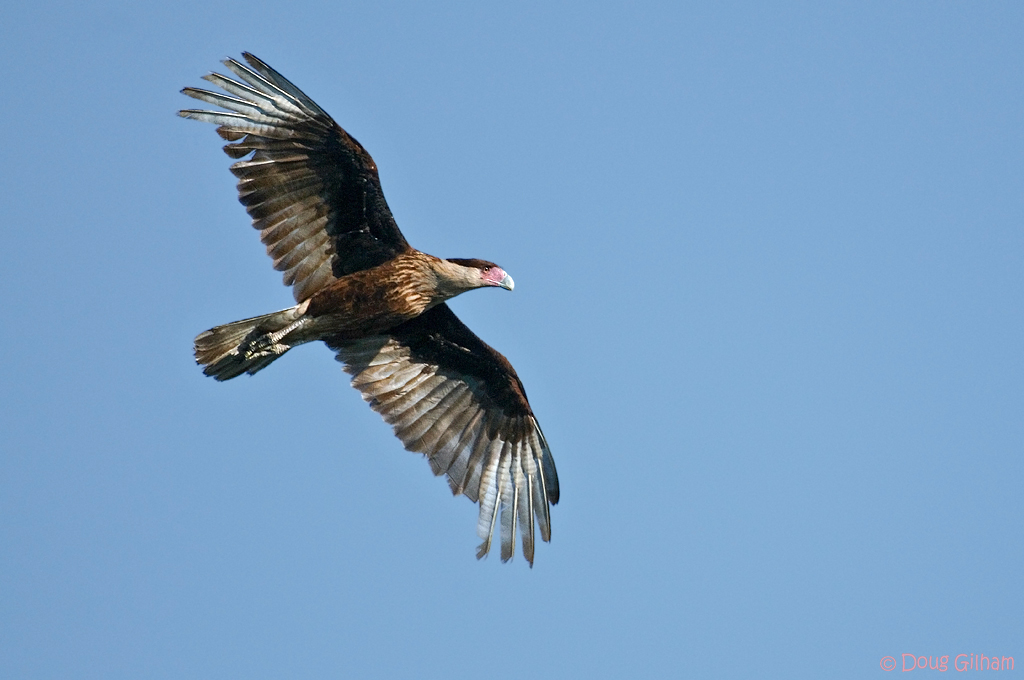 Juvenile Crested Caraca
