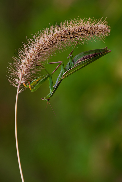 One last mantis....