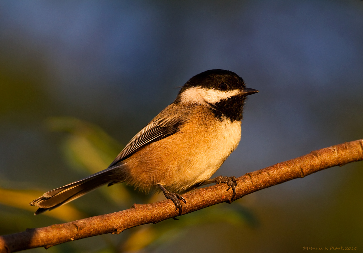 BlackCapped Chickadee