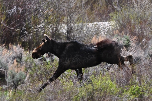 On the Run