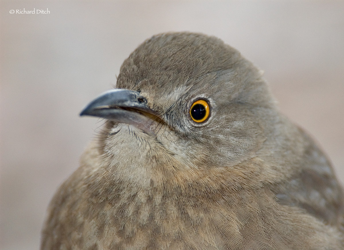 Bendire's Thrasher