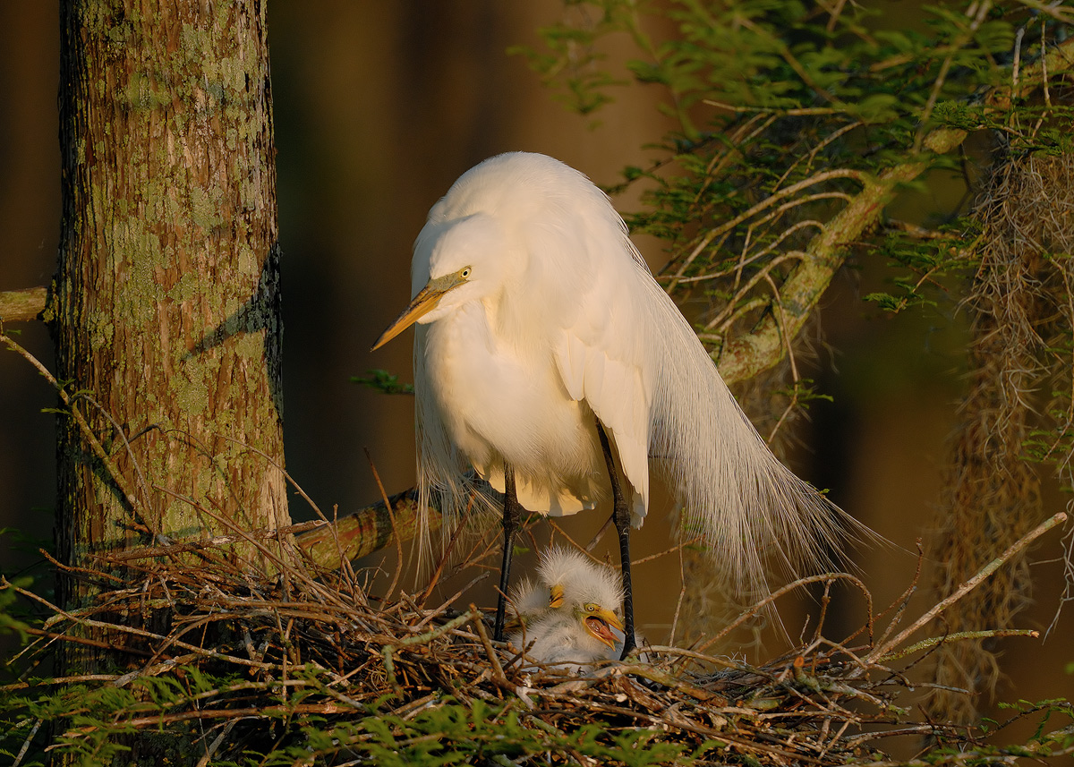Great Egret