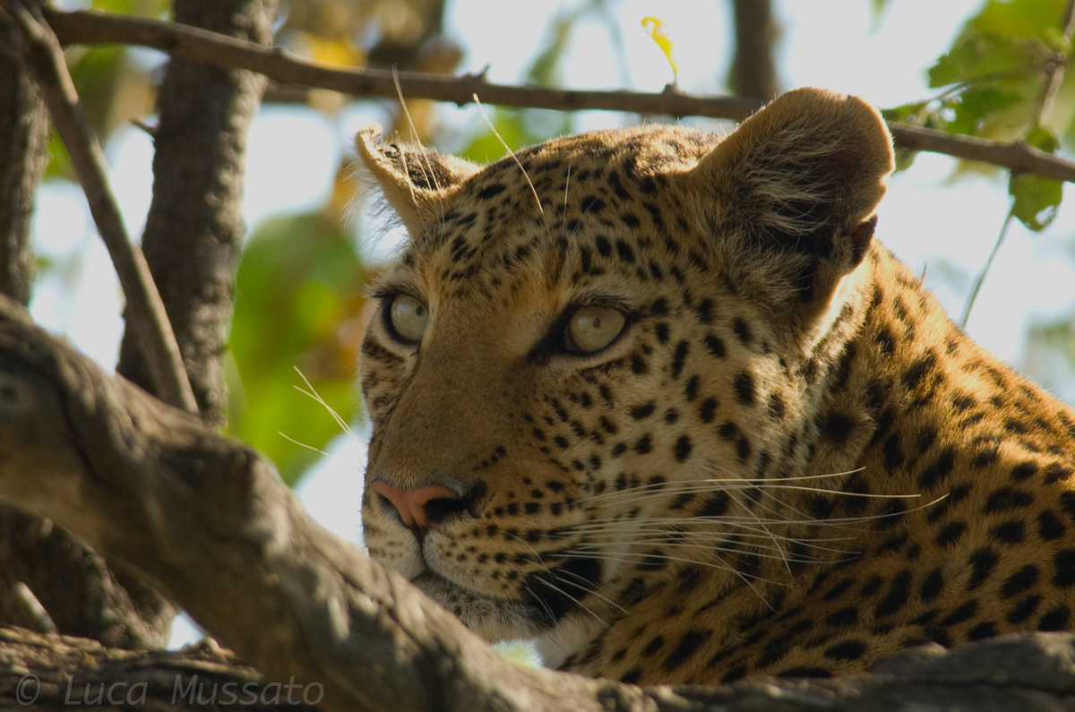 Leopard closeup