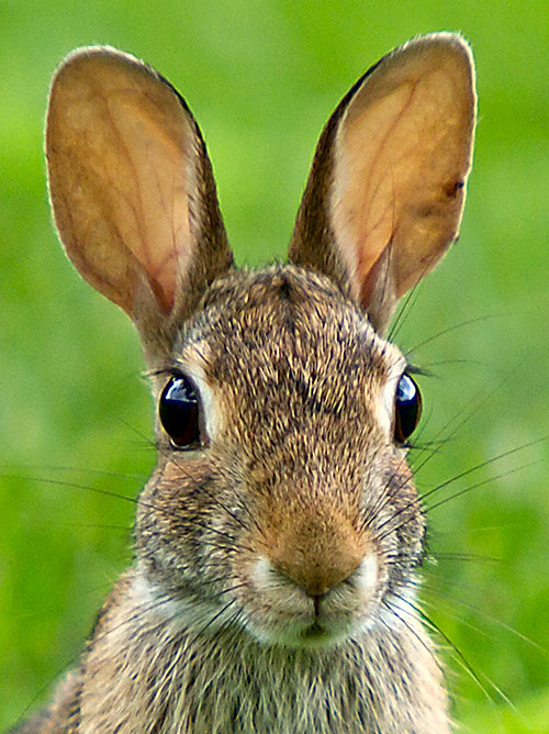 Cottontail Rabbit