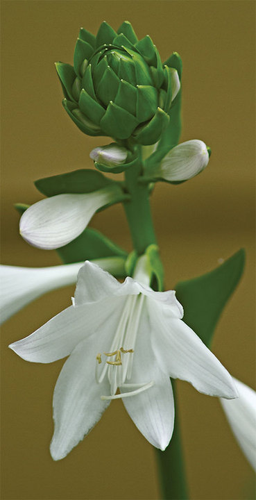 Hosta